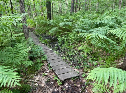A wooden path through lush green ferns in a serene forest setting.