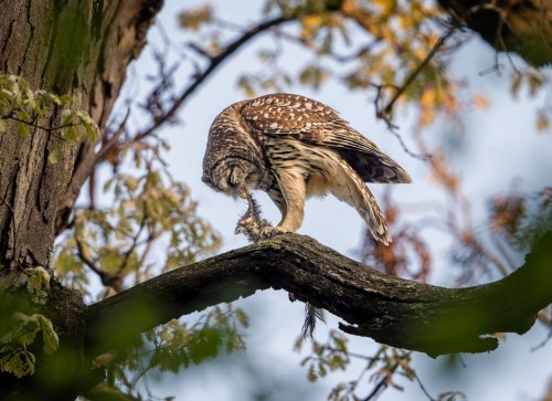 A spotted owl perched on a tree branch, bending down to grasp something with its talons.