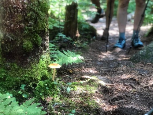 A small mushroom grows beside a mossy tree on a forest trail, with a hiker's legs visible in the background.