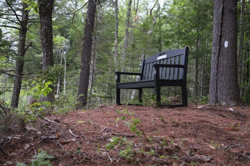 A black wooden bench sits among tall trees and pine needles in a serene forest setting.