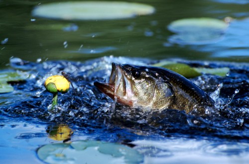 A fish leaps out of the water near a yellow lily pad, creating splashes in a serene pond setting.