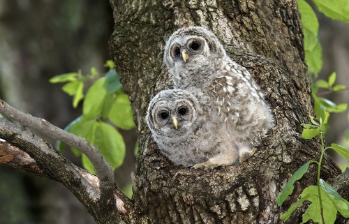 Two fluffy owlets perched in a tree hollow, surrounded by green leaves.