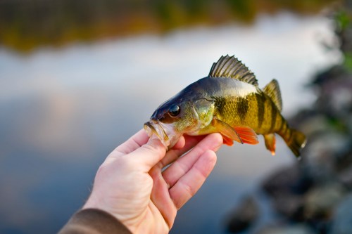 A person holds a colorful fish with orange fins over a calm body of water, surrounded by natural scenery.