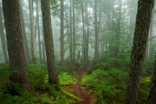 A misty forest scene with tall trees and a narrow path winding through lush green undergrowth.
