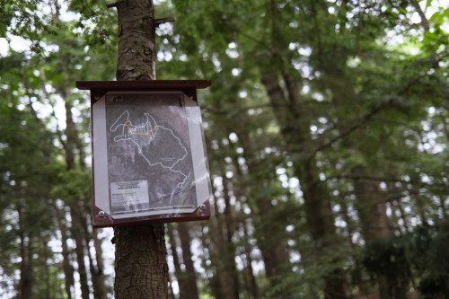 A trail map mounted on a tree in a dense forest, surrounded by greenery.