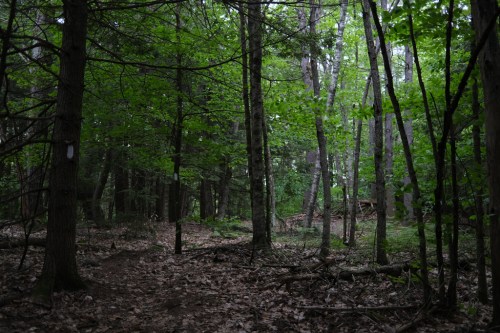 A dense forest path surrounded by tall trees and green foliage, with scattered leaves on the ground.