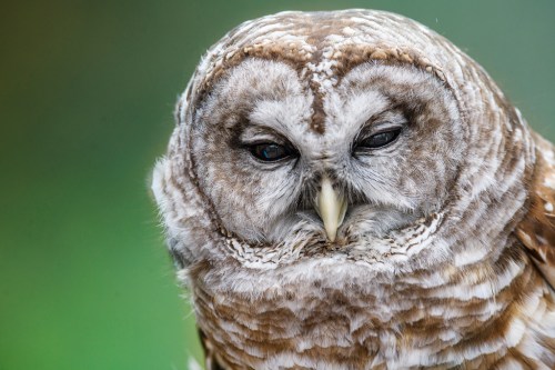Close-up of a sleepy owl with soft, patterned feathers and closed eyes, set against a blurred green background.