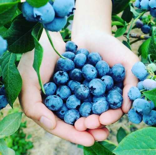 A pair of hands holding a large handful of fresh blueberries among green leaves.