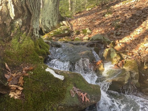 A small stream flows over moss-covered rocks, surrounded by autumn leaves and trees in a serene forest setting.