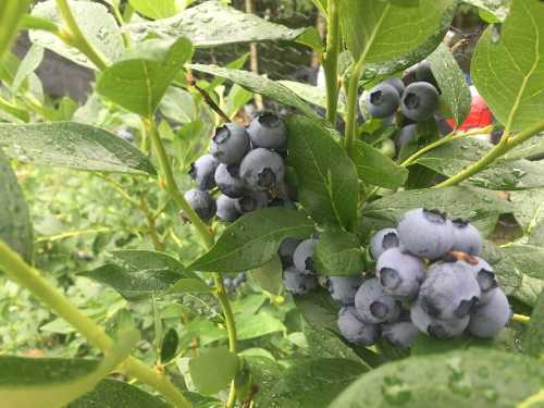 Close-up of ripe blueberries on a bush, surrounded by green leaves and droplets of water.