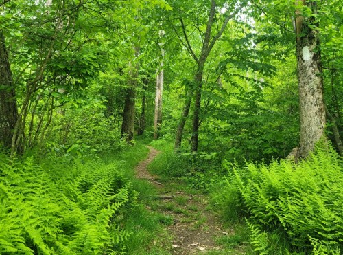 A lush green forest path surrounded by tall trees and vibrant ferns, inviting exploration.