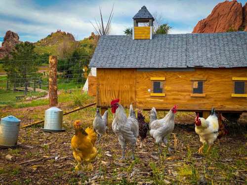 A group of chickens in front of a wooden chicken coop, with rocky hills in the background and a clear sky.