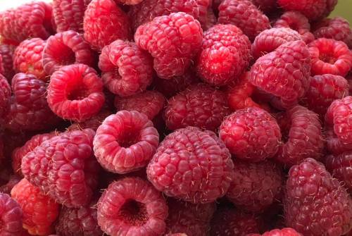 A close-up of a pile of fresh, vibrant red raspberries.