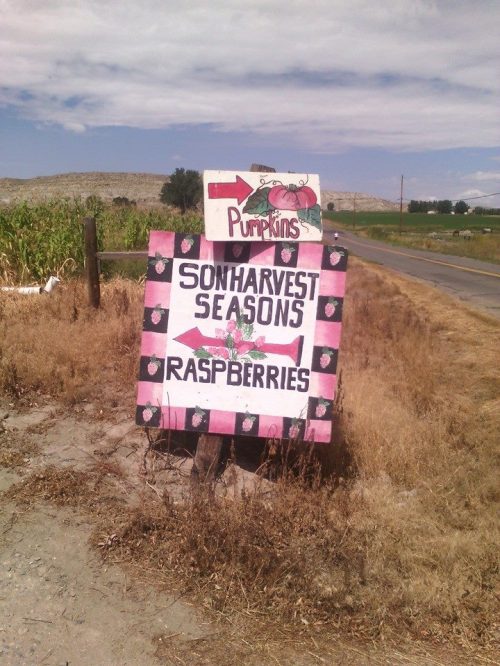 A colorful sign by the road advertising pumpkins and raspberries, with a farm landscape in the background.