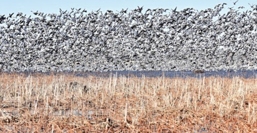 A large flock of birds takes flight over a marshy area with tall grasses and water in the background.