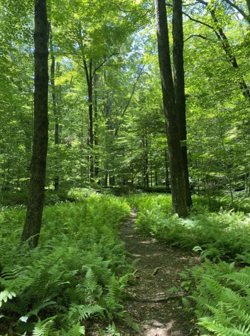 A serene forest path surrounded by lush green ferns and tall trees under bright sunlight.