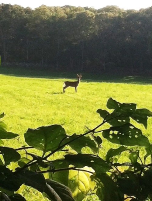A deer stands in a grassy field, surrounded by trees, with sunlight filtering through the leaves.