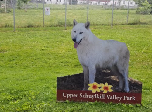 A life-sized cutout of a white wolf in Upper Schuylkill Valley Park, set against a grassy background.