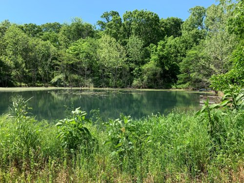A serene pond surrounded by lush greenery and trees under a clear blue sky.