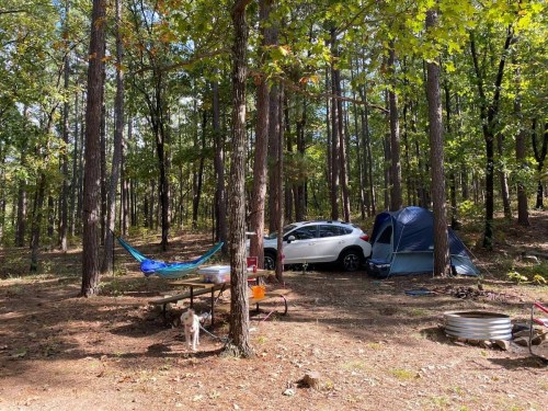 A campsite in a forest with a tent, car, hammock, picnic table, and a dog among tall trees and fallen leaves.