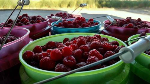 Close-up of colorful buckets filled with fresh raspberries, set against a blurred green background.