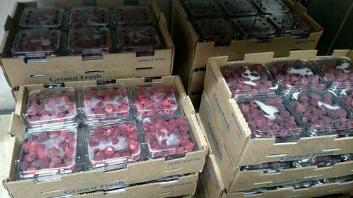Boxes of fresh raspberries stacked in containers, ready for distribution.