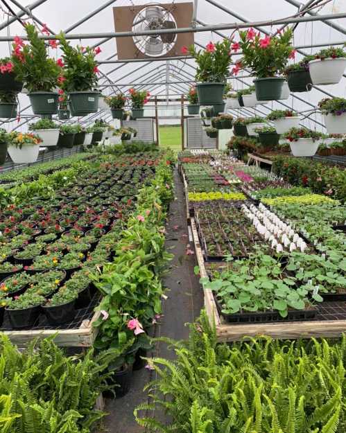 A greenhouse filled with various potted plants, flowers, and ferns arranged on tables and hanging from above.