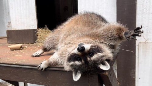 A raccoon lounging on a wooden platform, playfully stretching out one paw.