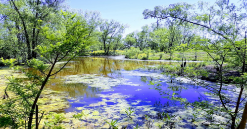 Lush green trees surround a tranquil pond with vibrant blue water and floating vegetation under a clear sky.