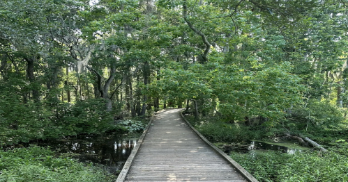 A wooden boardwalk winding through a lush, green forest with trees and water on either side.