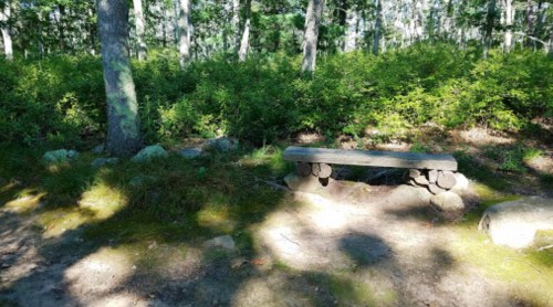 A rustic wooden bench sits in a shaded forest area surrounded by greenery and rocks. Sunlight filters through the trees.