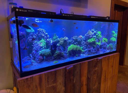 A large aquarium filled with colorful coral and various fish, illuminated by blue lighting, on a wooden stand.
