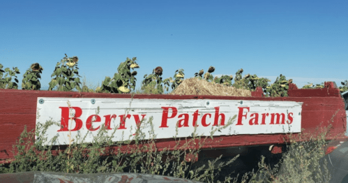Sign for Berry Patch Farms with sunflowers in the background under a clear blue sky.