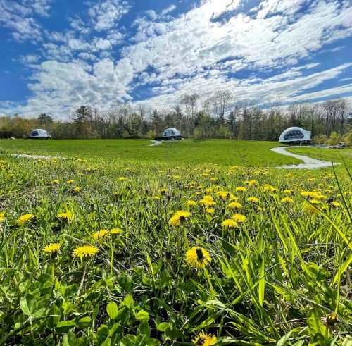 A grassy field with yellow dandelions and two modern dome structures under a bright, cloudy sky.