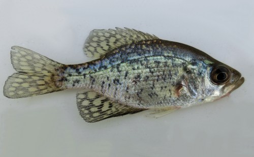 A side view of a silver and black-spotted fish with long, delicate fins against a light background.