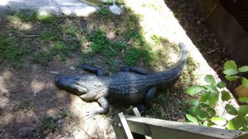 A large, realistic-looking alligator sculpture lying on the ground among grass and plants.