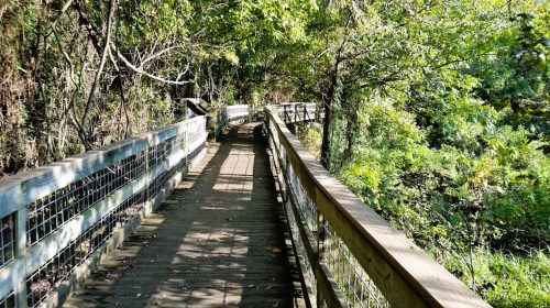 A wooden boardwalk winding through lush greenery and trees, surrounded by nature.