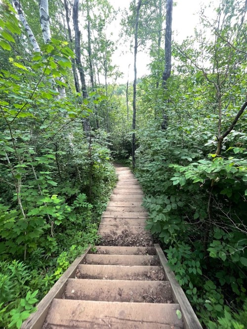 A wooden staircase leads down through a lush green forest, surrounded by trees and dense foliage.