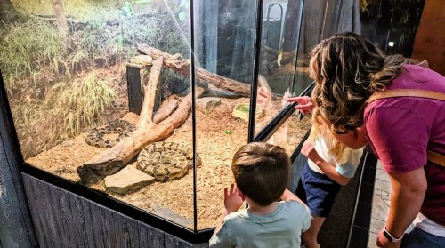 A woman and two children observe snakes in a glass enclosure at a zoo or aquarium.