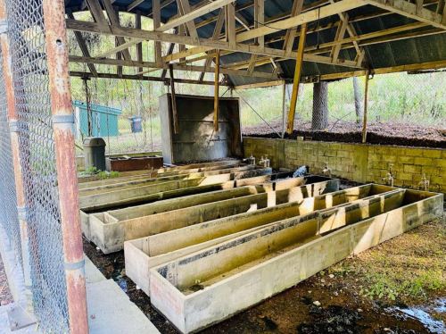 A covered structure with concrete troughs and water spouts, surrounded by greenery and a gravel floor.