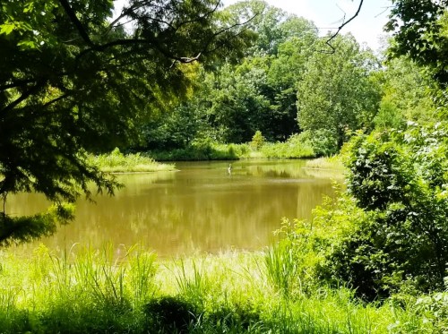 A serene pond surrounded by lush greenery and trees, reflecting the blue sky and sunlight.