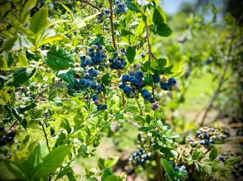 A close-up of a blueberry bush laden with ripe, blue berries surrounded by green leaves in bright sunlight.