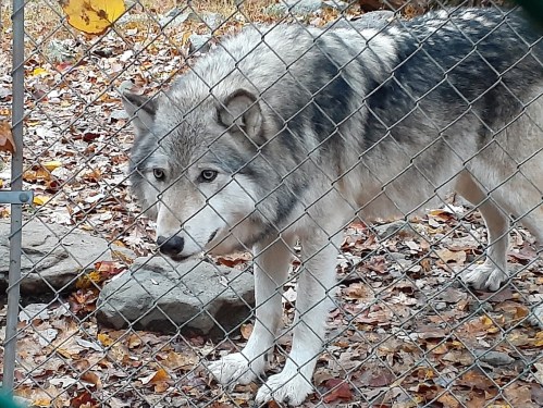 A gray wolf stands behind a chain-link fence, surrounded by fallen leaves and rocks.