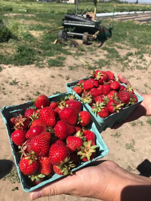 Two hands hold baskets filled with fresh, ripe strawberries against a grassy background.