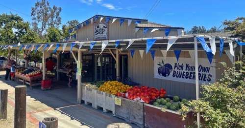 A fruit stand with colorful produce and a sign for "Pick Your Own Blueberries," surrounded by trees and bunting.