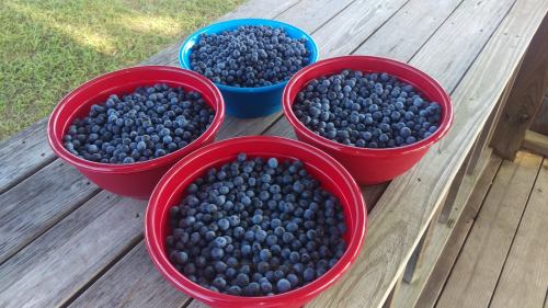 Four bowls filled with fresh blueberries, two red and one blue, placed on a wooden table outdoors.