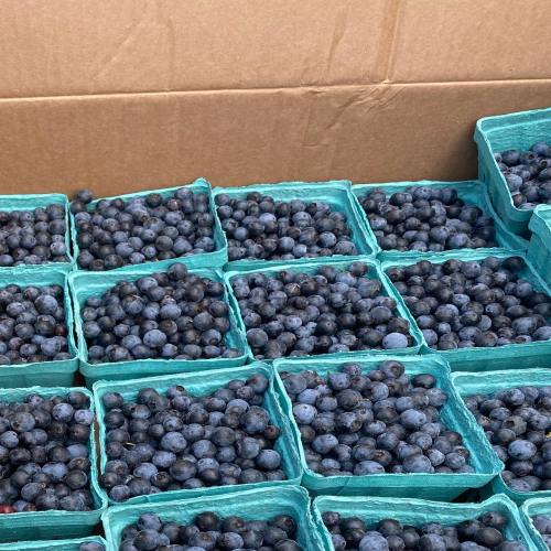 A collection of small containers filled with fresh blueberries arranged neatly.