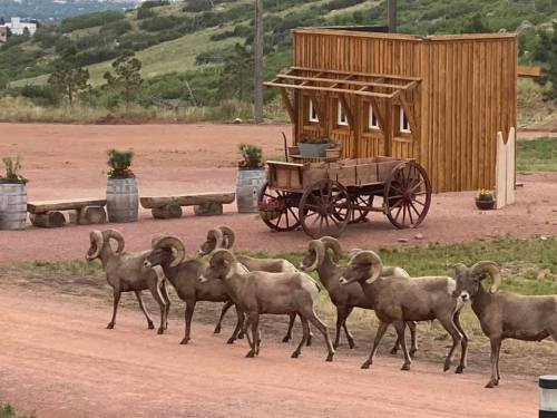 A group of bighorn sheep stands on a dirt road near a wooden structure and wagon in a scenic landscape.