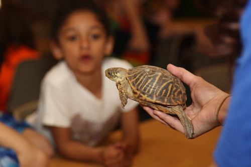 A person holds a turtle in their hand, with a child looking on in the background.