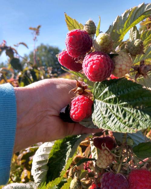 A hand reaching for ripe red raspberries on a bush, with green leaves and unripe berries visible.